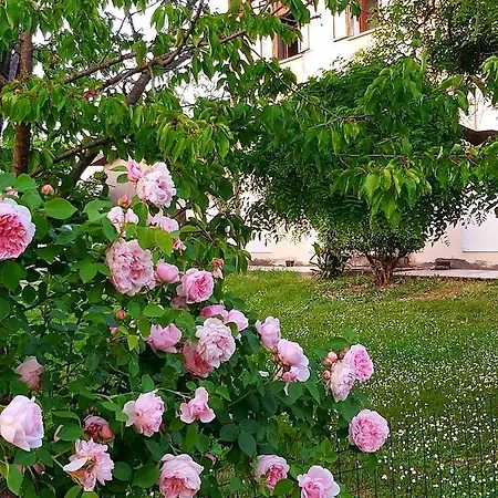 La Celeste A -vi - Italia