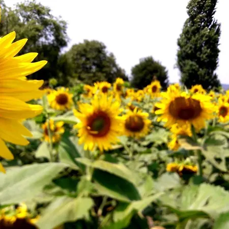 La Celeste A -vi - Italia * Montegaldella