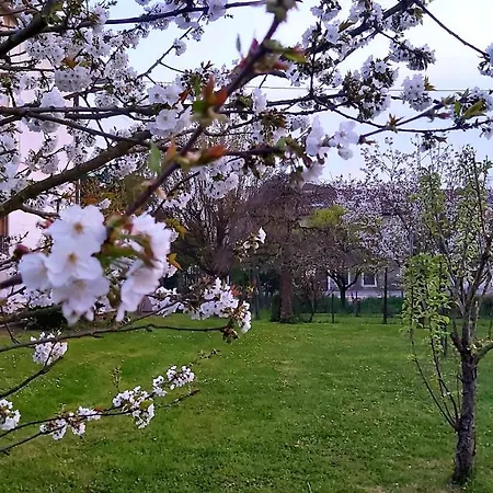 La Celeste A -vi - Italia Montegaldella